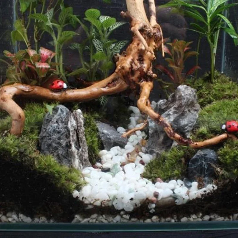 Natürlicher Baumstamm Treibhol – Aquarium Plant Guide Bewertung und Preis