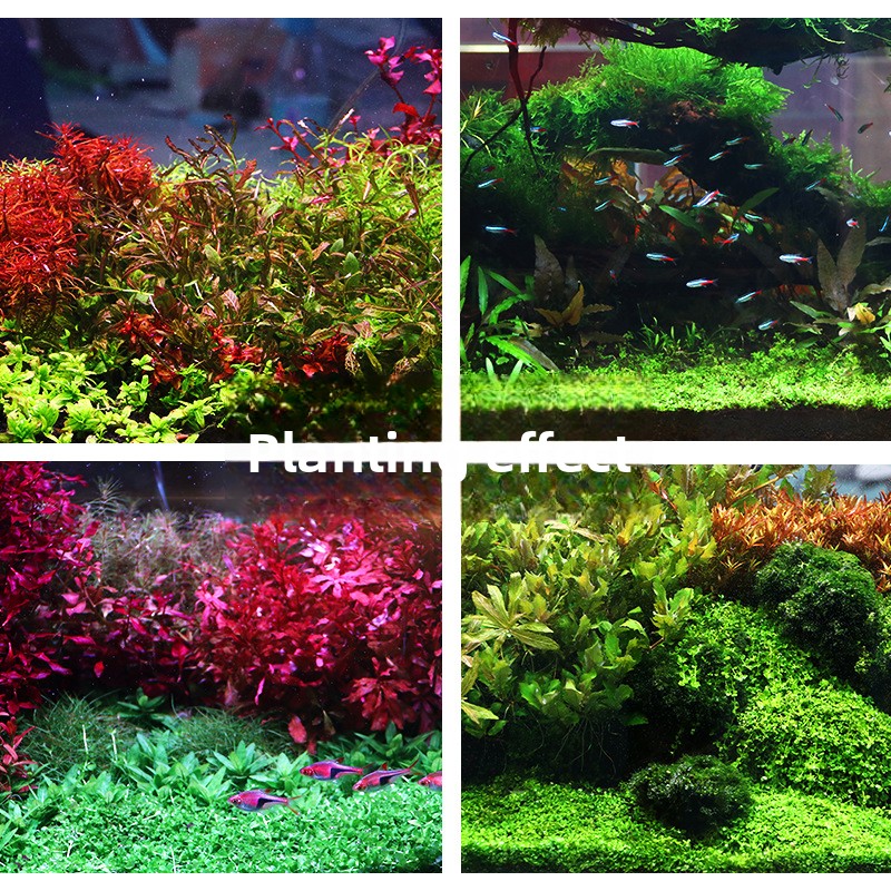 SYSENCIAGA Planted Aquarium Su – Aquarium For Planted Tank Bewertung und Preis