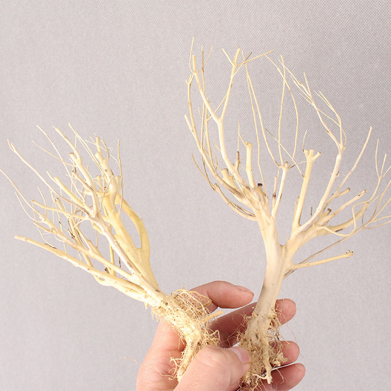 Neues DIY Treibholz-Aquarium-M – Aquarium Plant On Wood Bewertung und Preis