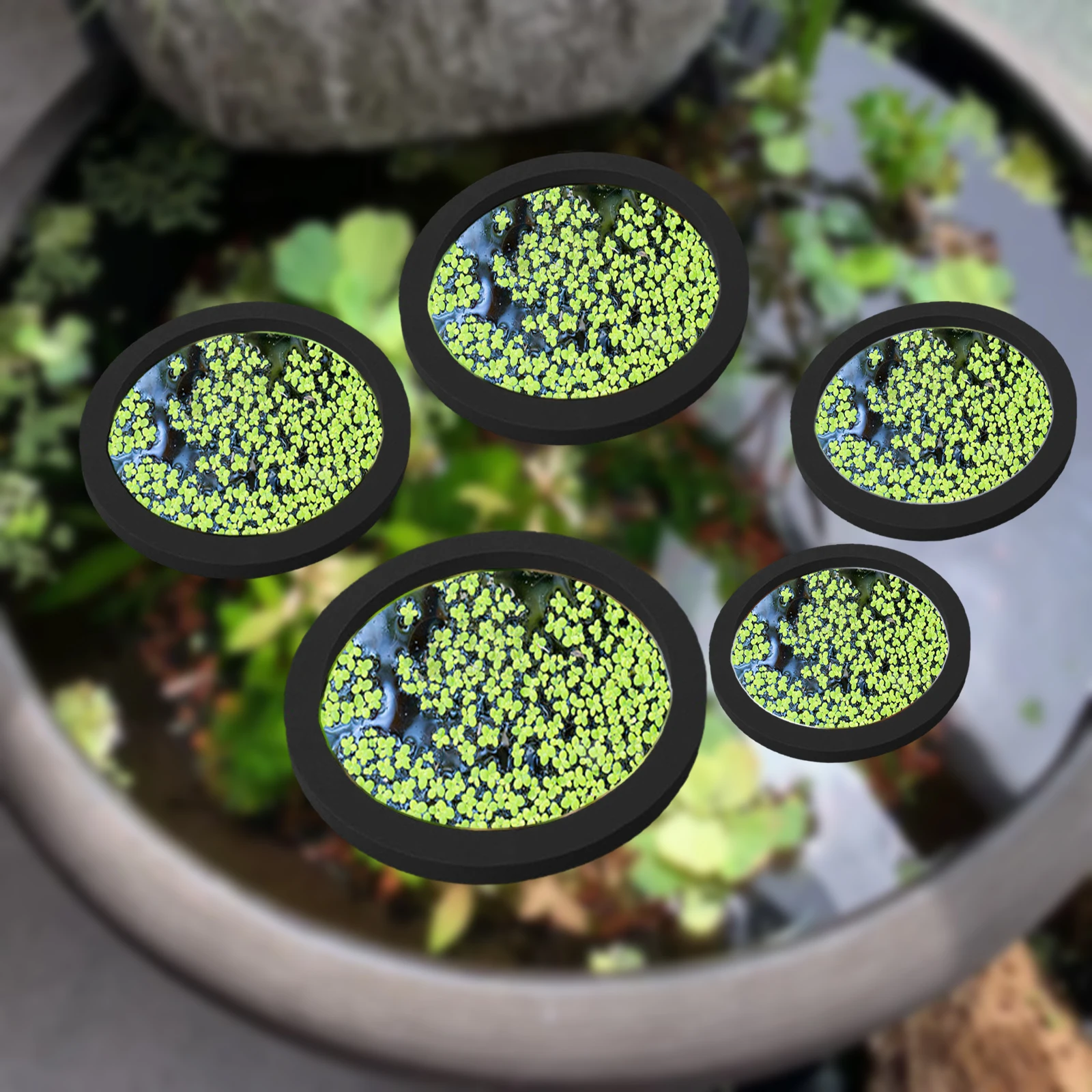 5Pcs EVA Fisch Fütterung Ring  – Planted Aquarium Equipment Bewertung und Preis