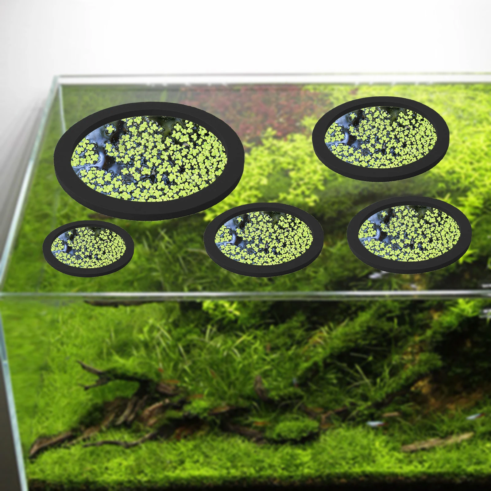 5Pcs EVA Fisch Fütterung Ring  – Planted Aquarium Equipment Bewertung und Preis