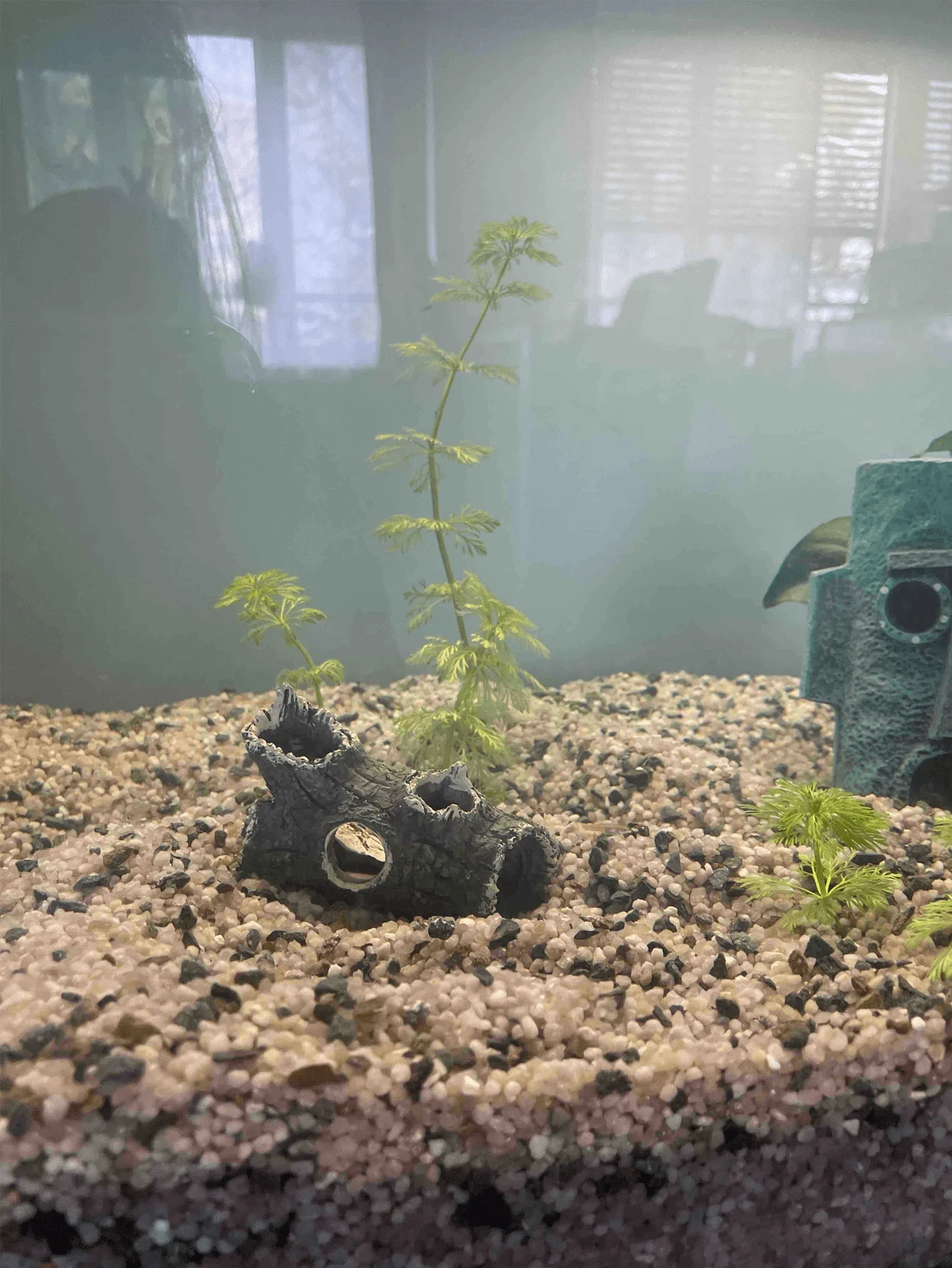 1 Stück Baumastfragment-Aquari – Aquarium Plant Guide Bewertung und Preis