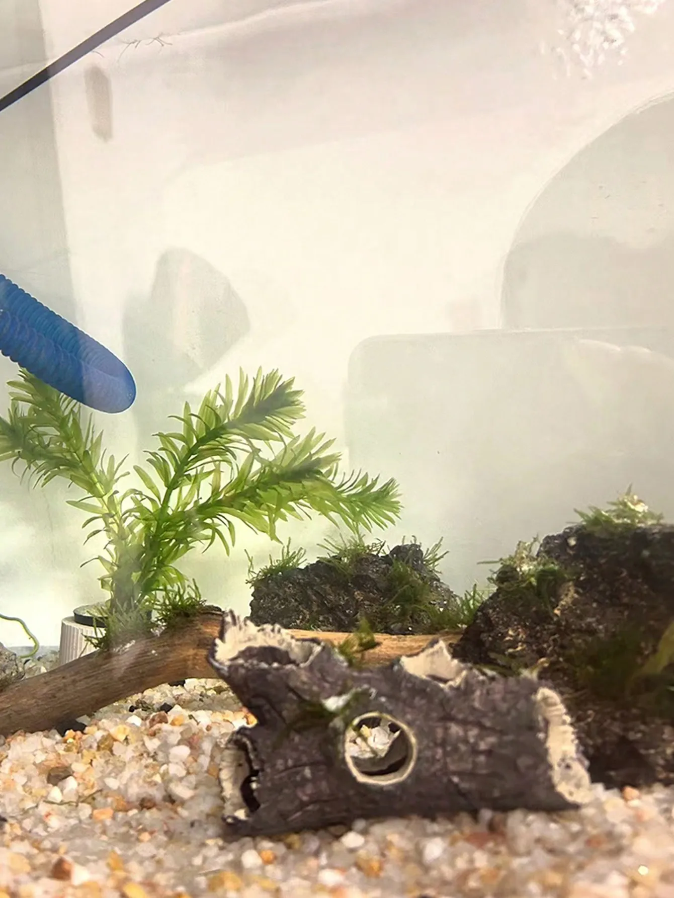 1 Stück Baumastfragment-Aquari – Aquarium Plant Guide Bewertung und Preis