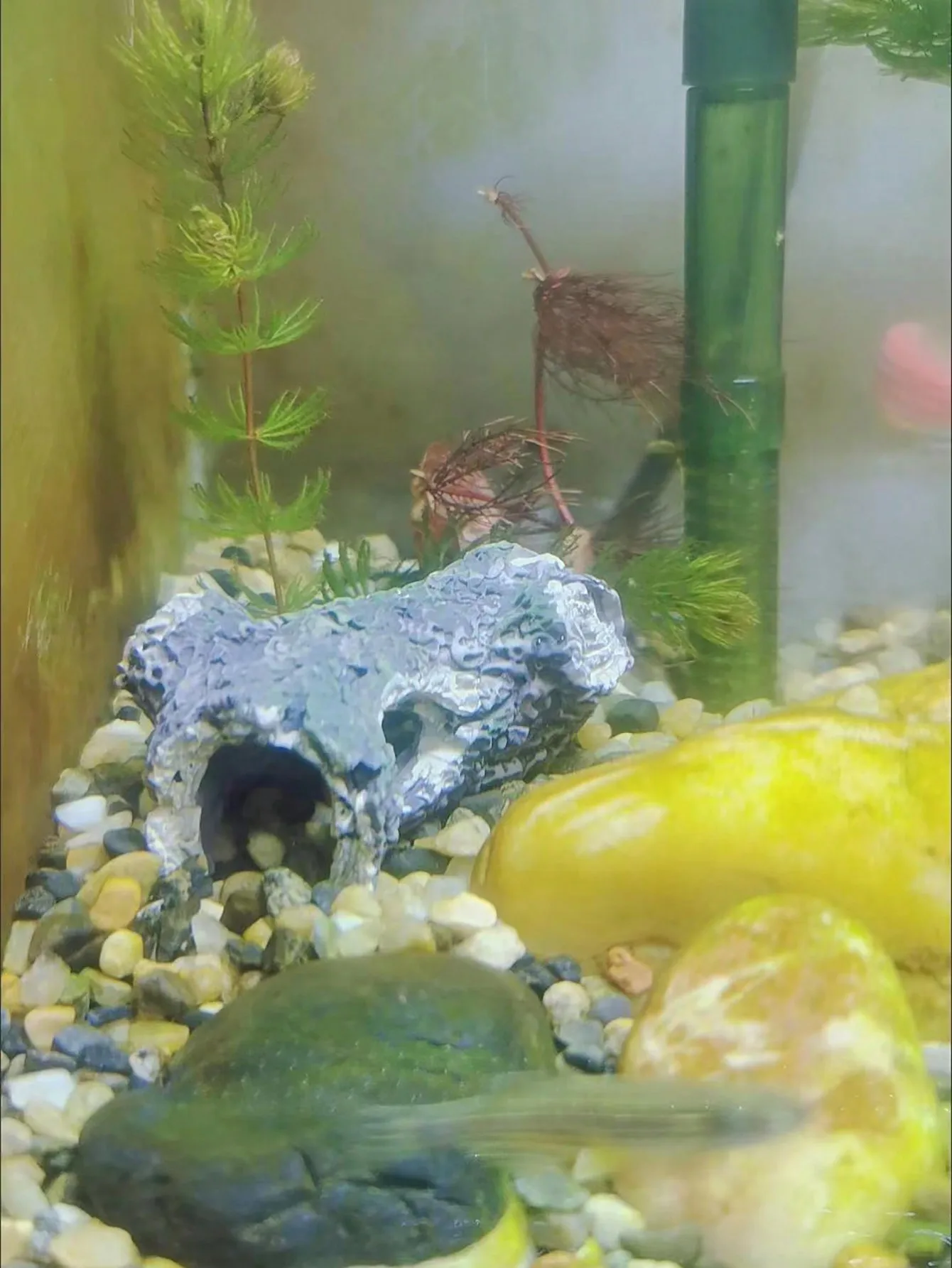 1 Stück Baumastfragment-Aquari – Aquarium Plant Guide Bewertung und Preis